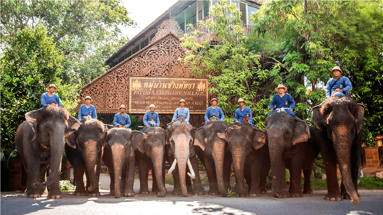 Pattaya elephant village